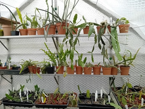 Aluminium greenhouse - (15cm)aluminium,
