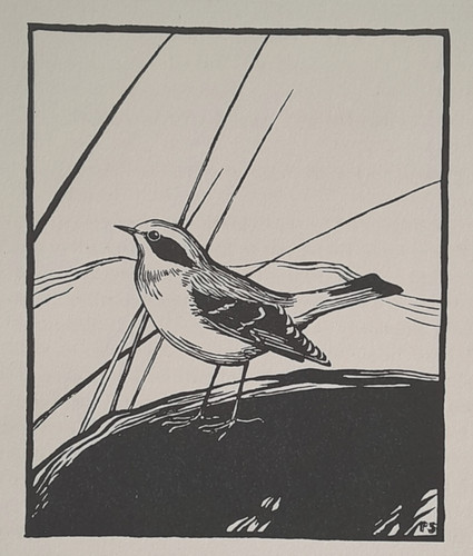 Wheatear peter scott - peter,