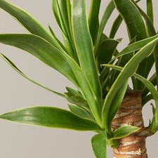 Yucca elephantipes spineless - elephantipes,