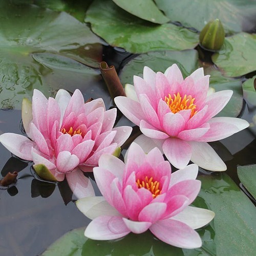 Mrs richmond water lily - mrs,