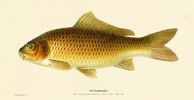 The river carp - river, carpio