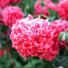 Papaver Somniferum ☆"Frosted Salmon Peony"☆ - 1.5g+ ~ 6300 seeds
