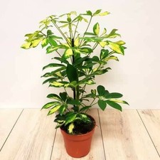 Dwarf Umbrella Tree /