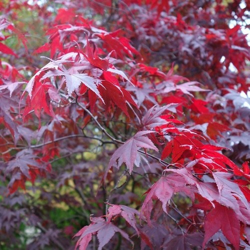 Acer plant atropurpureum - acer,