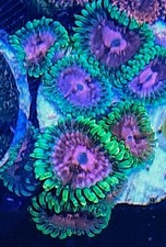 Lime Chilli zoanthid 4 Polyps  / Ultra zoa / zoas /Soft Coral / Frag / easy