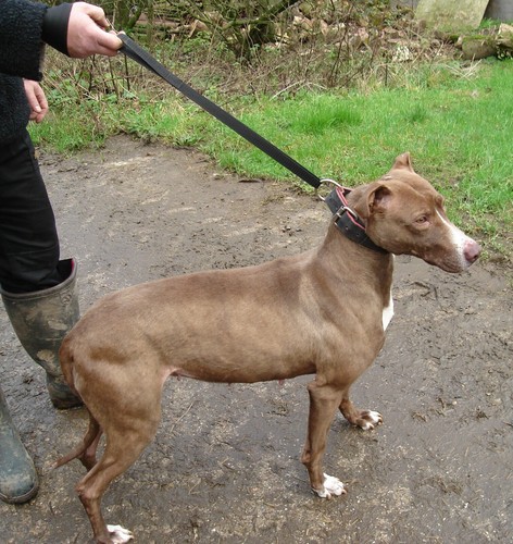 Strong webbing dog slip quick - strong,