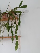 Epiphyllum RHIPSALIS  SDB 1300