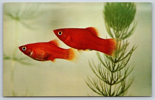 Postcard blood red platies - postcard,