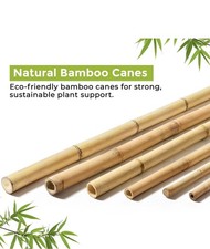 Bamboo Canes 2-3-4-5-6ft- 5 PC