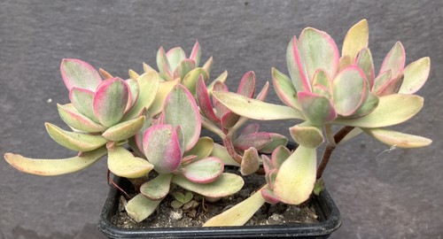 Crassula swaziensis money - swaziensis,