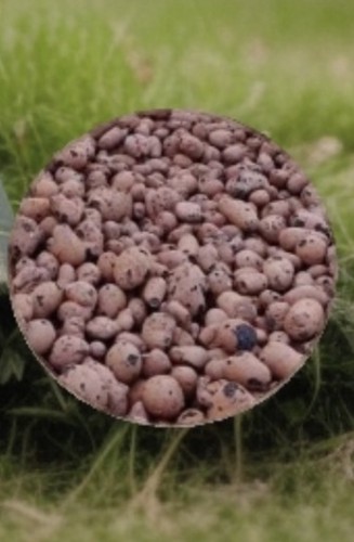 Clay pebbles growing - pebbles,