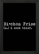 Bichon Frise A Sock Thief