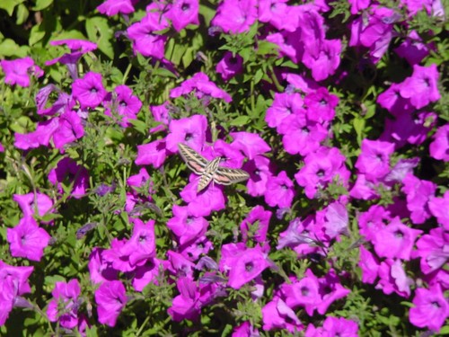 200 purple laura bush petunia - purple,