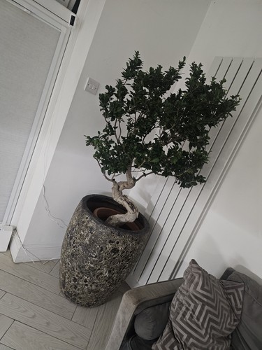 Ficus finished bonsai tree - bonsai,
