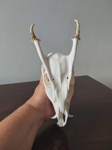 Muntjac buck deer skull - muntjac,
