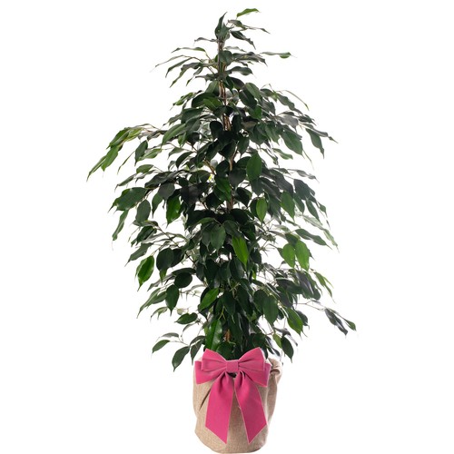 Ficus danielle large tropical - ficus,