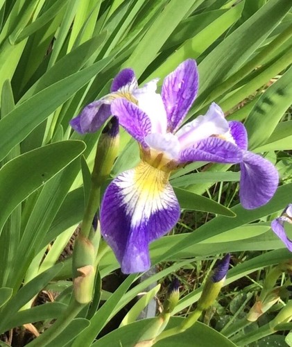 Iris versicolour cantata - versicolour,