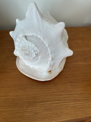 Vintage queen conch - vintage, sea