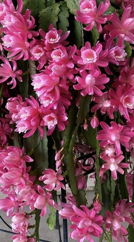 Epiphyllum german empress - epiphyllum,