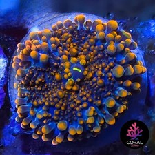 Stunning Orange Yuma 1 Head Frag WYSIWYG