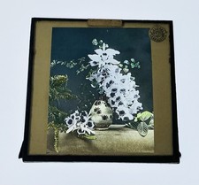 Magic Lantern Flower Study