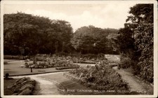 RPPC Glossop Derbyshire Co England Manor Park Rose Gardens unused postcard