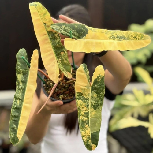 Philodendron billietiae - philodendron,