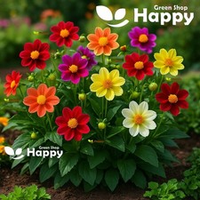 DAHLIA VARIABILIS PICCOLO