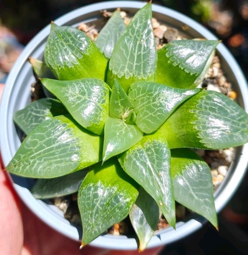 Haworthia hybrid tsukikage - haworthia,