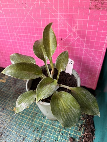 Hosta perennial plant - hosta,