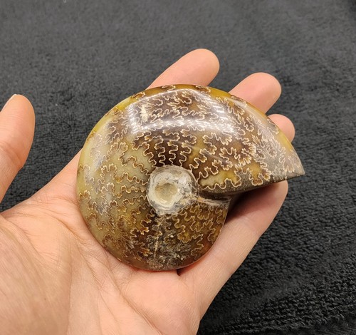 Ammonite cleoniceras whole - ammonite,