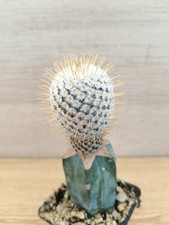 9835 MAMMILLARIA Perezdelarosa Aurispina h6.0cm. graft. 