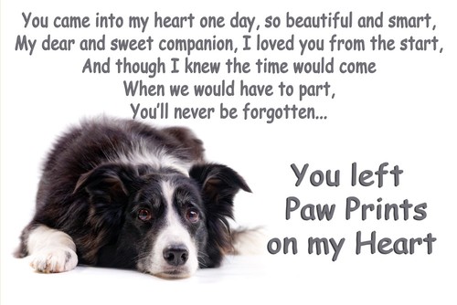 Border collie pet loss - border,