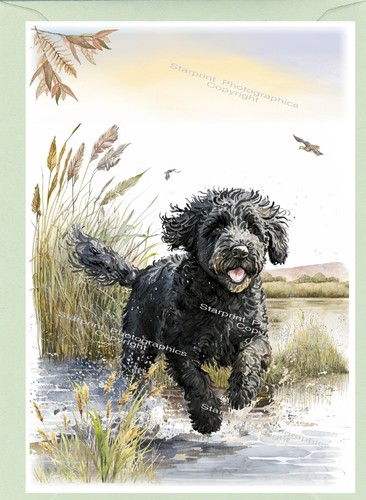 Labradoodle doodle black dog - doodle,