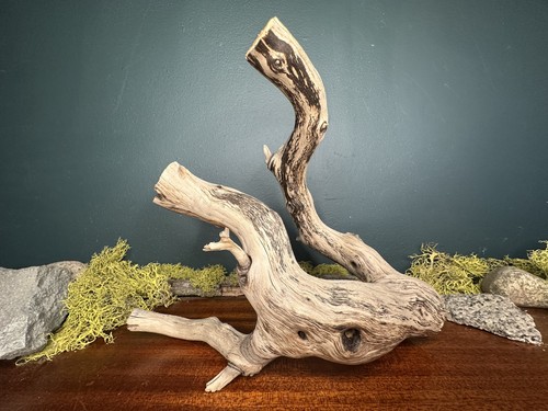 Manzanita driftwood - , 11”