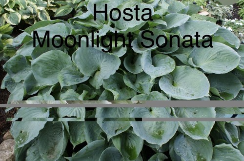 Sale hosta moonlight - “sale”,