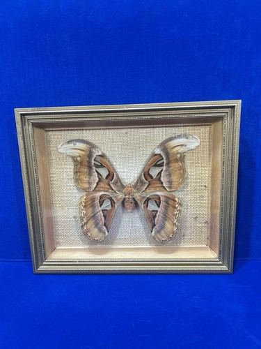 Vintage framed female atlas - vintage,