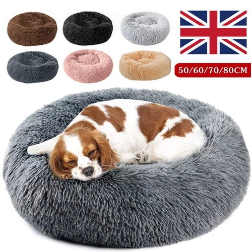 Extra large dog cat - large,