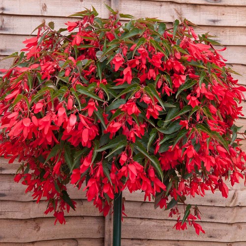 Begonia boliviensis red plug - red,