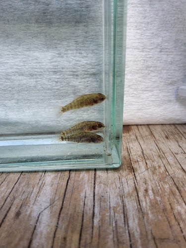 Gulf coast pygmy - gulf,