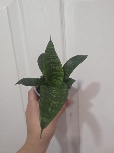 Sansevieria black coral - coral, |