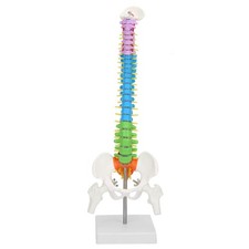 New Colored Life Size Flexible Anatomical Human Skeleton Spine Model With Pelvis