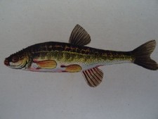Meidinger - Cyprinus Aphya