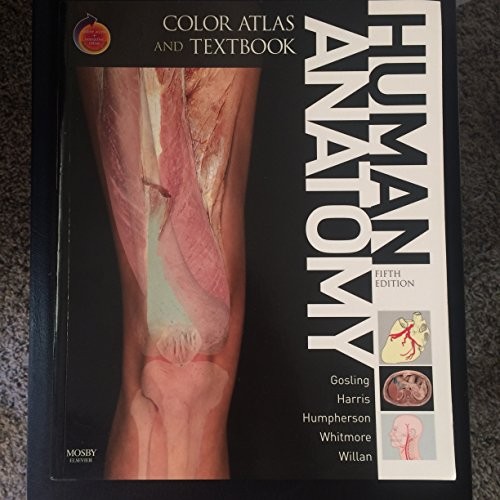 Human anatomy color - human,