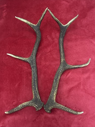 Pair red deer antlers 733g - of,