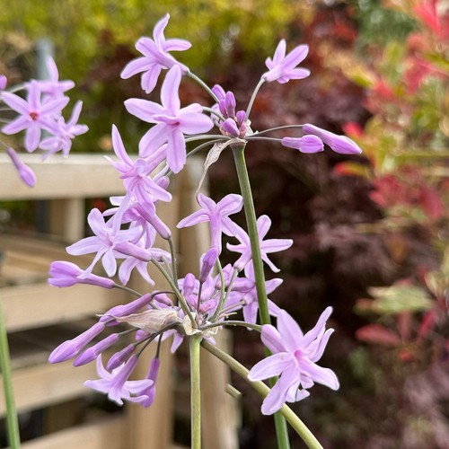 Tulbaghia violacea society - tulbaghia,