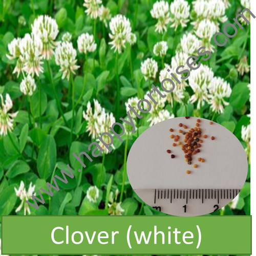 Deluxe tortoise weed seeds - tortoise, |