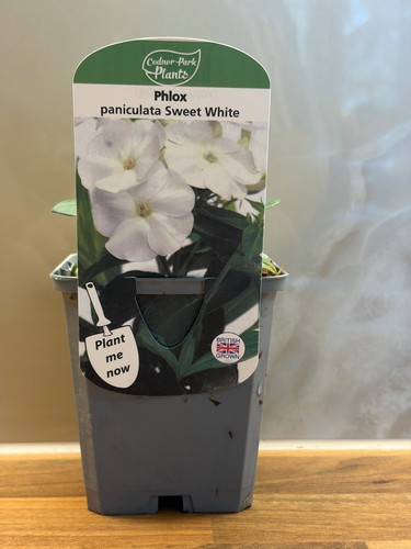 Phlox sweet summer white - phlox,