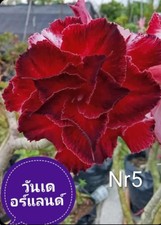 5X Desert Rose seeds Adenium Obesum  Flower Plant Seeds UK