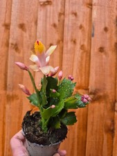 Yellow cactus 20-24cm tall 9cm